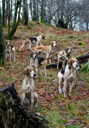 Fell foxhounds in the Lake District by Betty Fold Gallery at Hawkshead